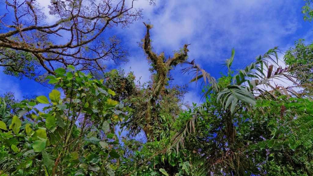 07 - Monterverde (03).jpg